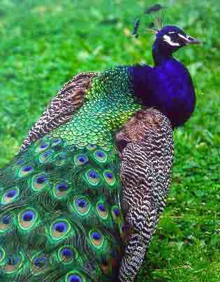 beautiful,cute blue and green peafowl,peafowl flying,bread,running,wallpapers,pictures,images  