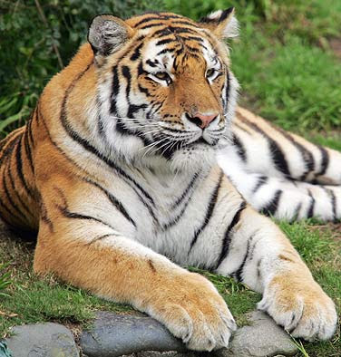 tiger animal