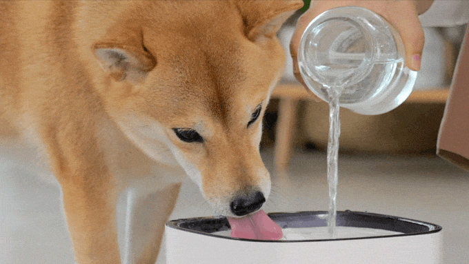 ALNPET+ | Make Your Pets Fall In Love With Drinking Water