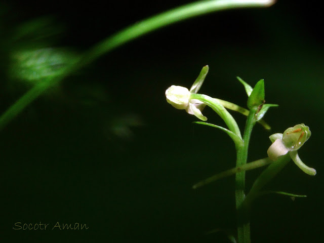 Platanthera minor