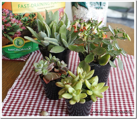 succulents5_edited-1