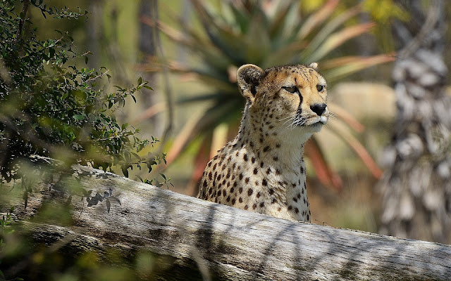 Guepardo Imágenes de Animales HD