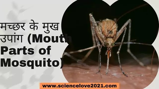 मच्छर के मुख उपांग (Mouth Parts of Mosquito)|hindi