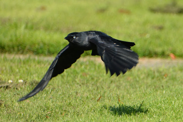 Crow flying