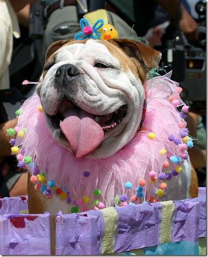 perros pascua (20)