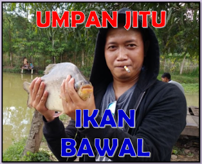 Empat Macam Umpan Jitu Untuk Mancing Ikan Bawal