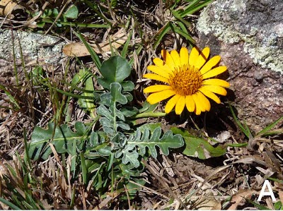 http://sciencythoughts.blogspot.co.uk/2012/09/new-species-of-daisy-from-brazil.html