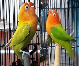 Setingan lovebird fighter Dolob BC