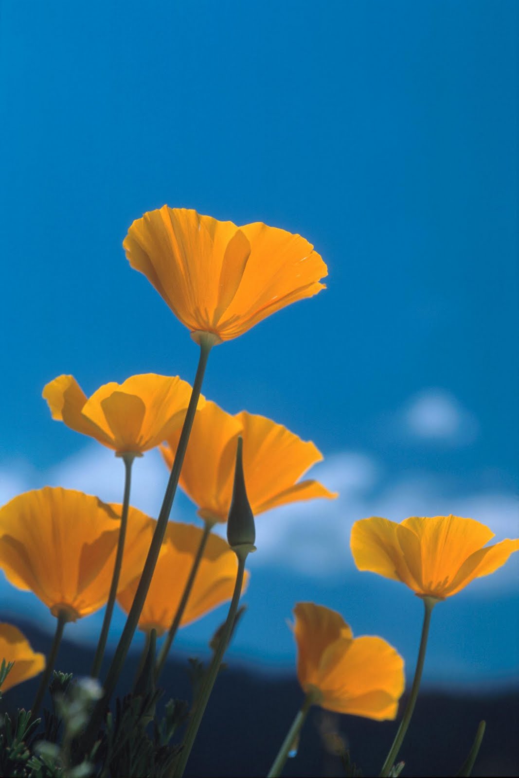 Poppies cool wallpapers, beautiful poppies flowers part 1
