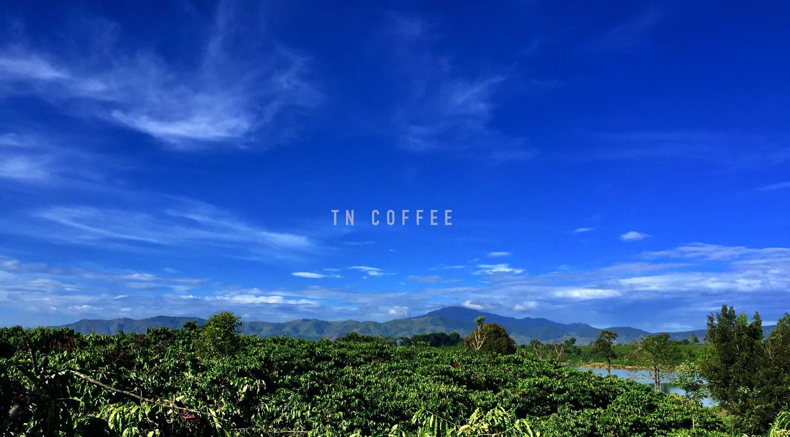 TN Coffee Farm