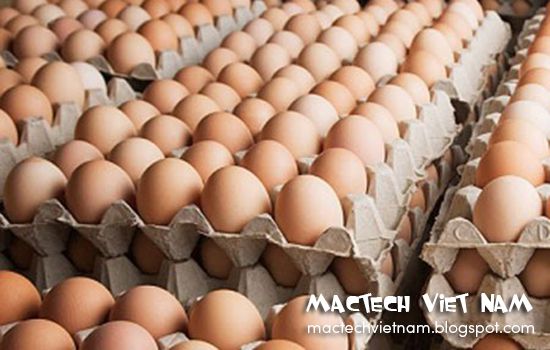 Cách bảo quản trứng gà để được lâu