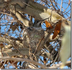 Hummingbird