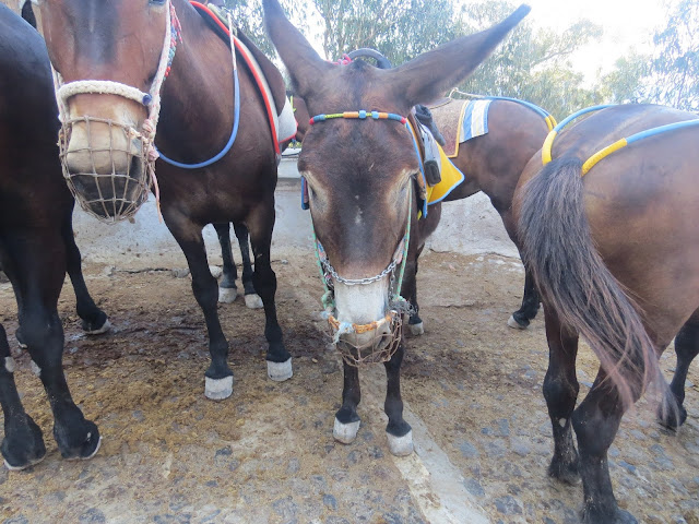 Donkey's, Santorini