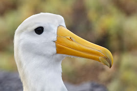 Waved Albatross Standing on Rock at Punta Suarez Hood Island Galapagos