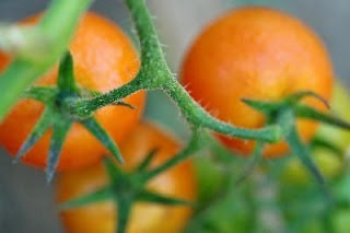  Buah tomat telah usang dikenal selain sebagai materi makanan juga mempunyai manfaat yang cuk Manfaat Tomat untuk Menghilangkan Jerawat