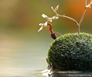 Amazing_Ant_Photography