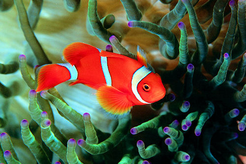 Peces en el mar II (6 fotos e imágenes acuáticas)