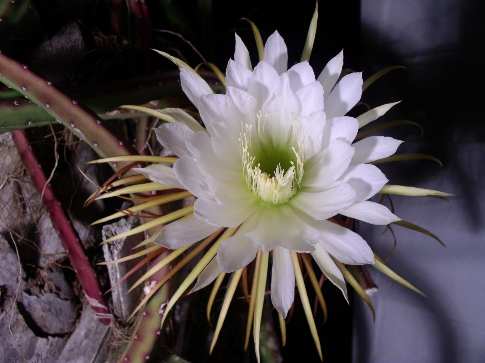 Florida Flowers and Gardens: Night Blooming Cereus