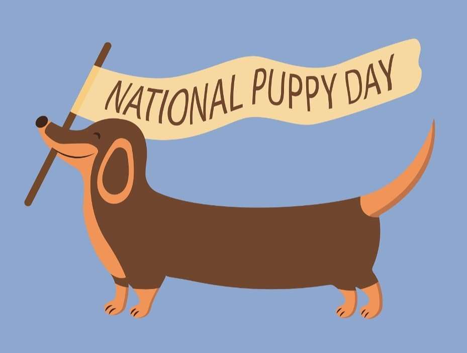 National Puppy Day Wishes for Instagram