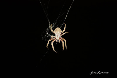 Wolf Spider hanging from his web in a dark stair well