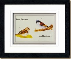Hsparrow562-001