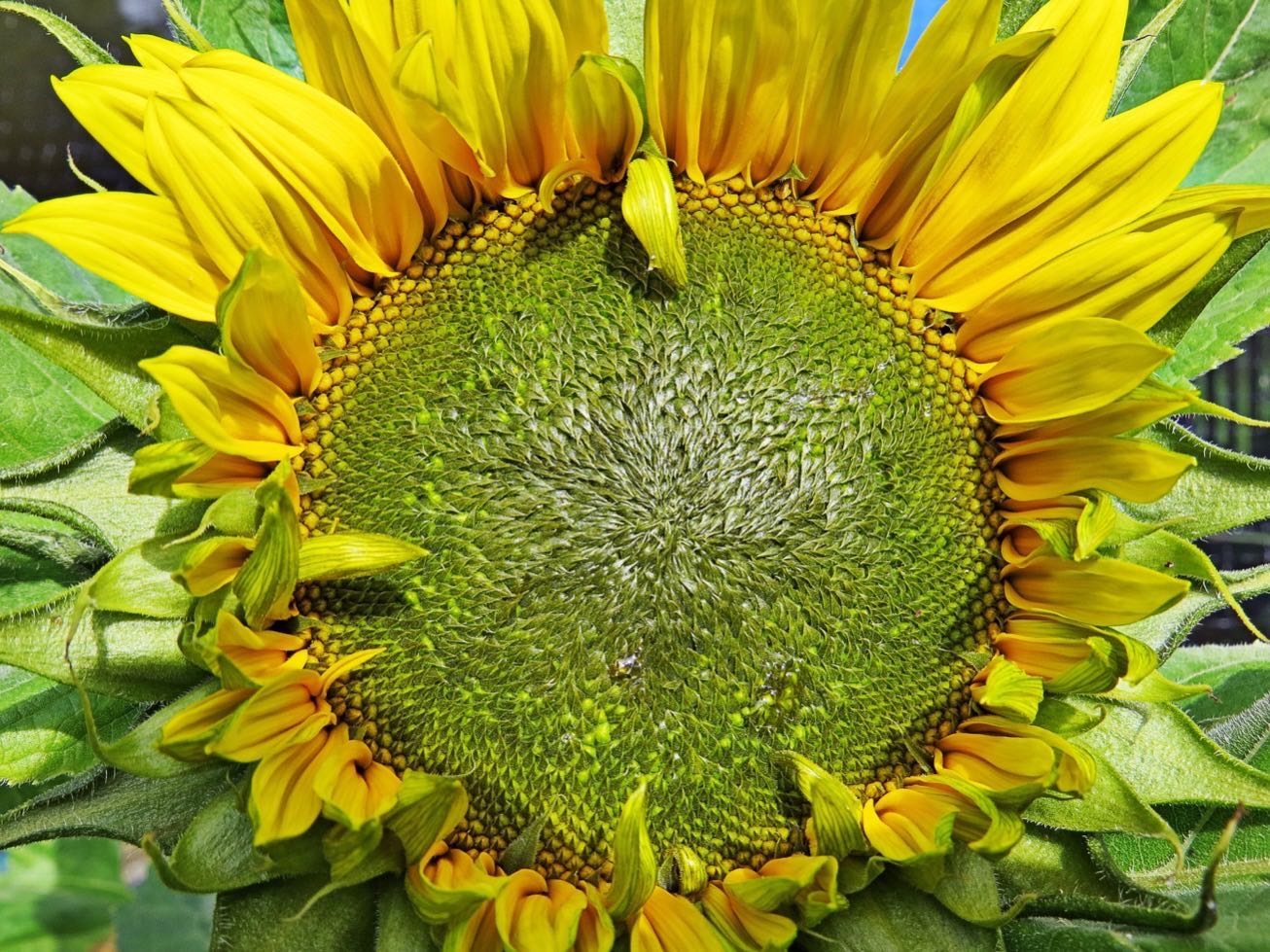 BloggerImage