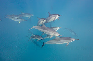 http://www.tropicallight.com/water/dolphins/28nov18dolphins/28nov18dolphins.html