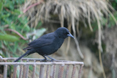 Tordo patagónico Curaeus curaeus