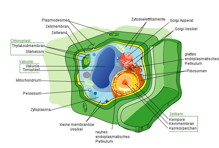 animal cell parts diagram. BLANK ANIMAL CELL DIAGRAM; BLANK ANIMAL CELL DIAGRAM. flopticalcube. Apr 22, 08:09 PM. I consider myself an atheist who