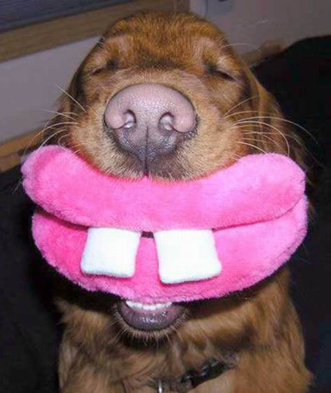 funny dog pictures teeths