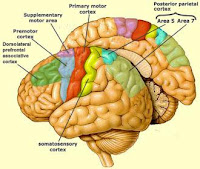 brain anatomy showing primary motor area, premotor cortex,areas 5 and 7