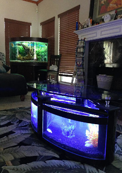 Contoh Aquarium Meja  Yang Keren Unik dan Menarik Dunia 