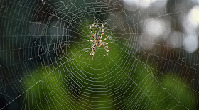 spider in web