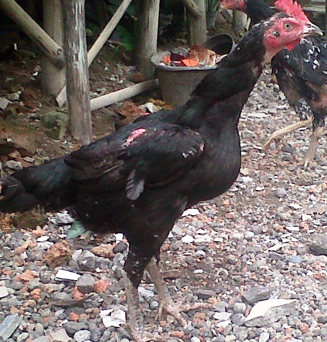 ternak ayam dan lele