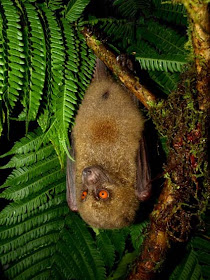 Murciélago fiyiano cara de mono Mirimiri acrodonta