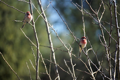 two house finches in crab apple tree