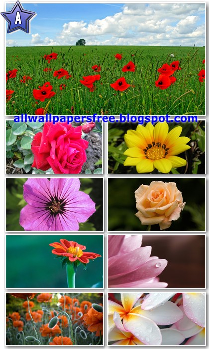 80 Beautiful Flowers Wallpapers Full HD 1080p