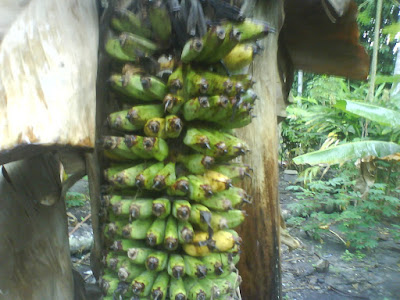  Pisang Berbuah 1000 Biji