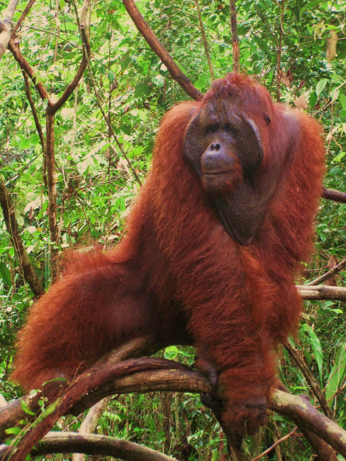 The Global Gamine Into the Wild in Kalimantan