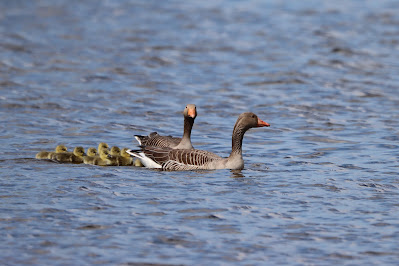 Skiere Goes - Grauwe Gans - Anser anser