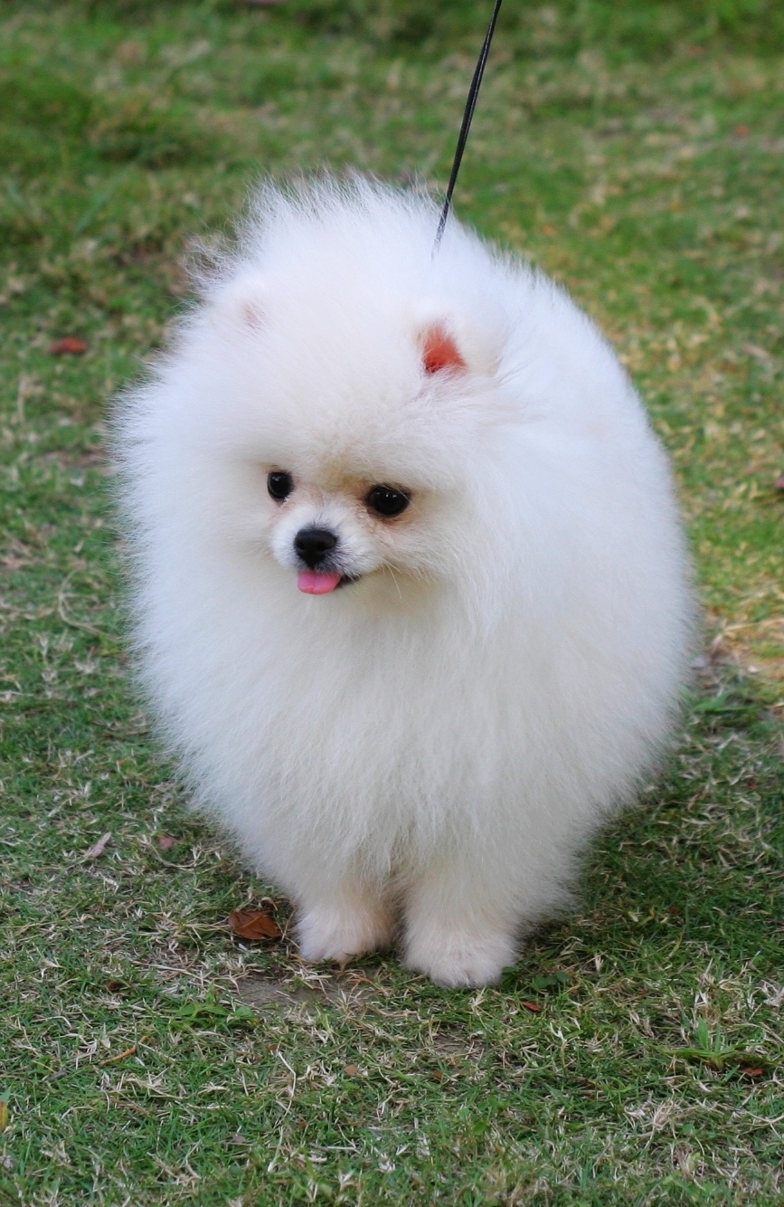 Pomeranian Puppy