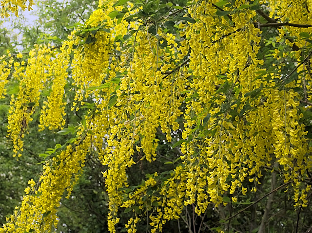 Close up of blossom heavy branches of Laburnum