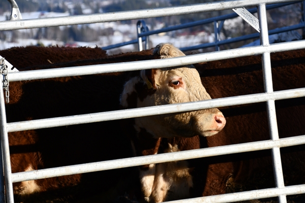 hereford ku kalv fjøs besøk