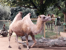 Camel at London Zoo