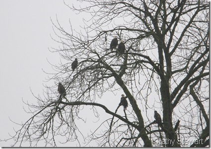 Selection of eagles