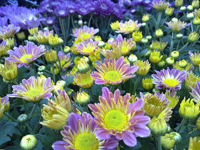 marigold flower