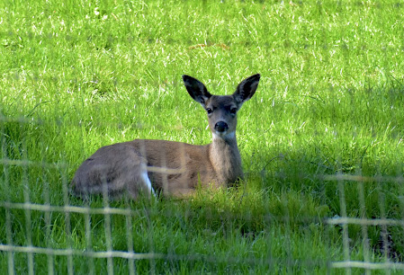 brown deer in grassy field
