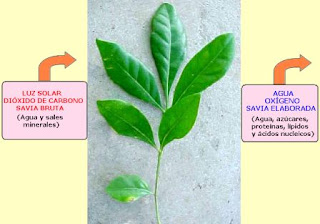 sabia bruta y sabia elaborada