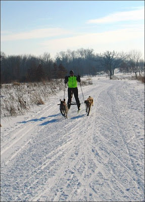 Dogs skiing