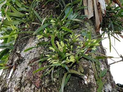 Maxillaria anceps - Double-Edged Maxillaria care